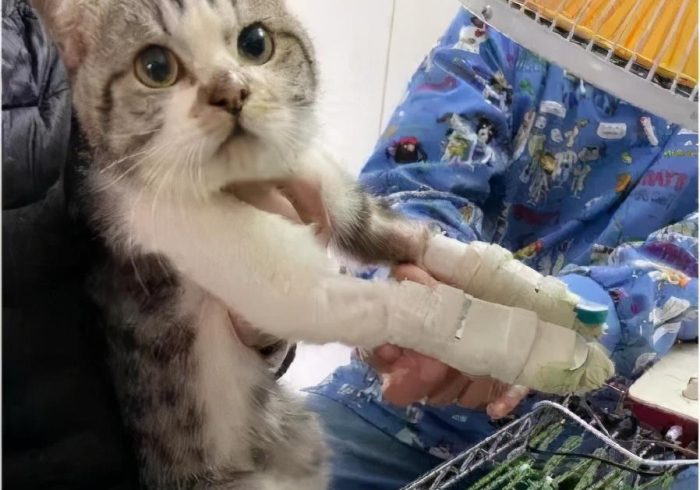 宠物回国隔离政策收紧,2021年的爱与分离 宠物回国隔离政策收紧,2021年的爱与分离