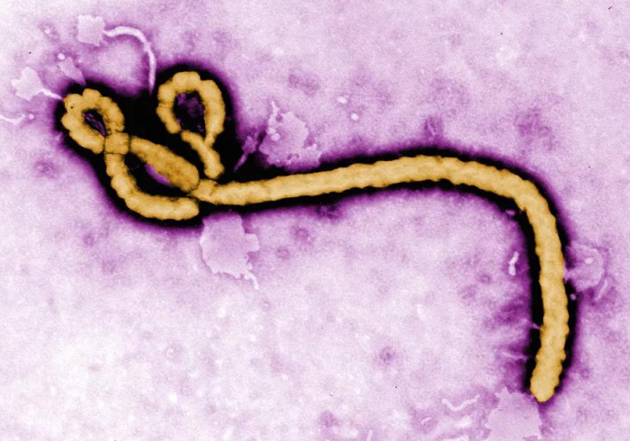 cz02毒株（2886毒株）