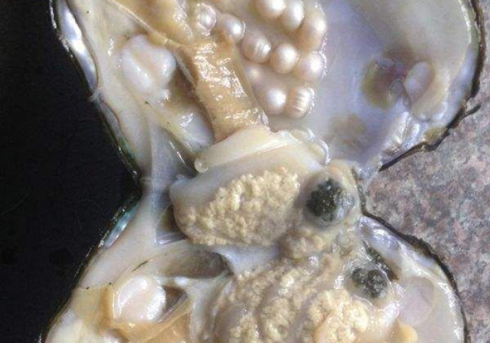 郑州女贝,黄河泥沙里淬炼的珍珠 郑州女贝,黄河泥沙里淬炼的珍珠